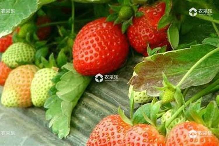 氮肥对草莓的作用