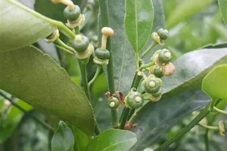 快速消除蛋白虫的方法