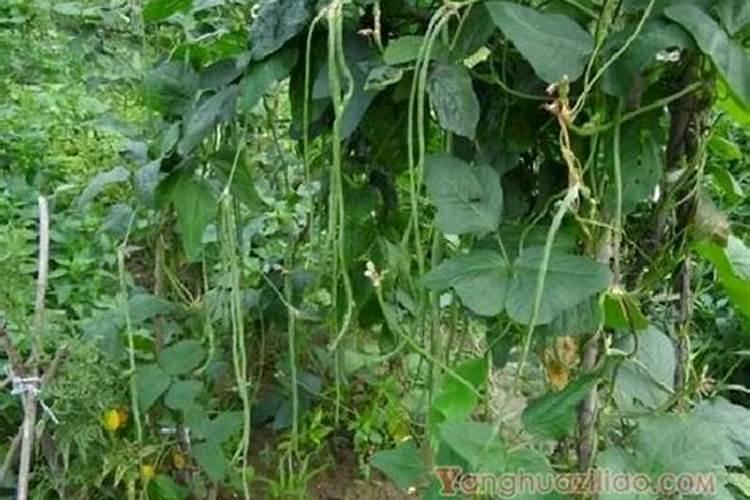 豆角开花期怎样施肥 什么时候施肥产量高
