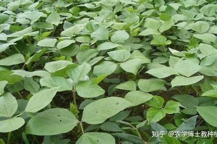 草莓多久施一次肥多久浇一次水