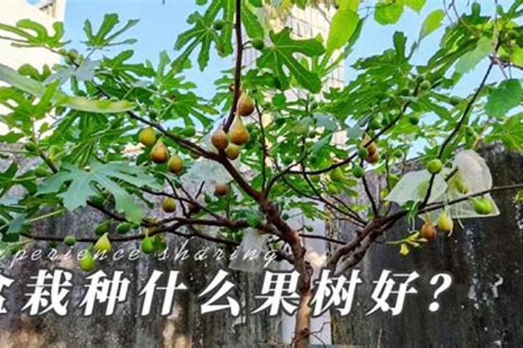 氨基酸在果树哪个时期用最佳