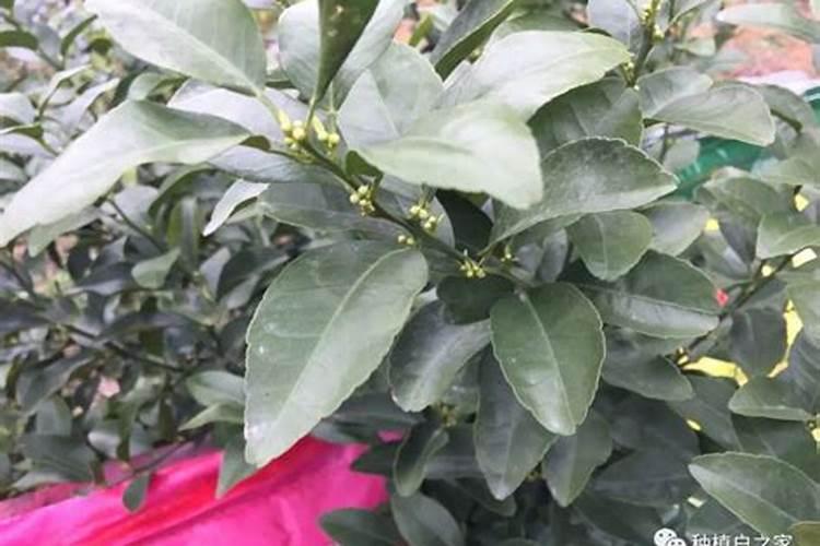 柑橘开花时期适合用啥肥料