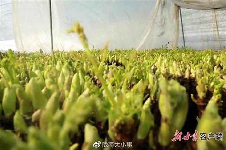 河南的农业种植结构都有什么？