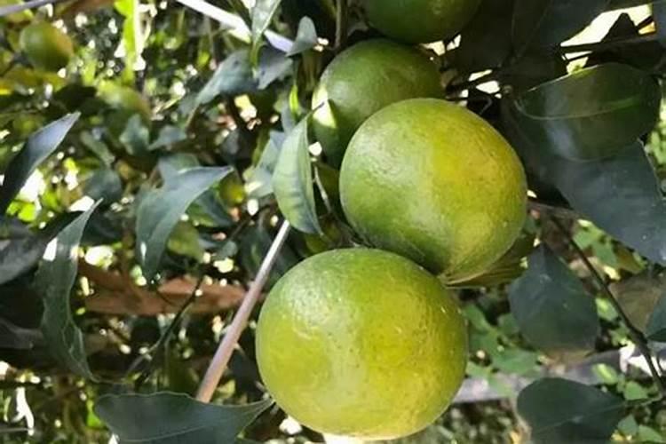 柑桔树开花期能叶面喷施24一表芸苔素内酯吗？