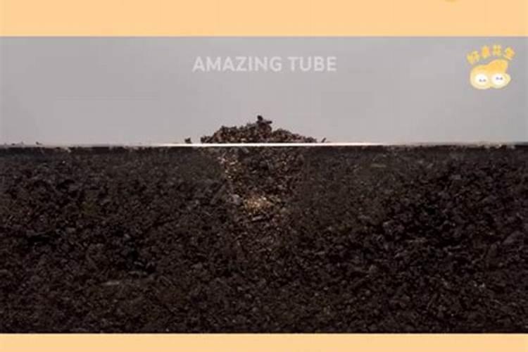 花生芽怎么种植(花生芽苗种植技术分享)