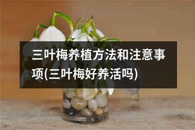 苹果树什么时候施肥好如何给苹果树施肥