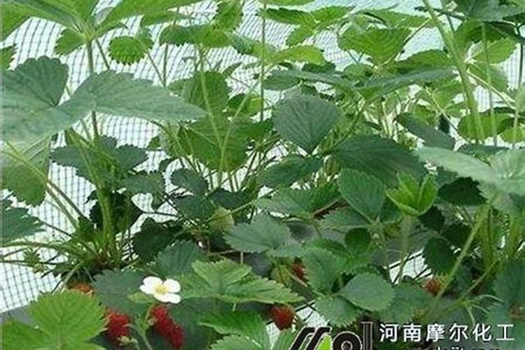 高氮高钾水溶肥什么时候使用？