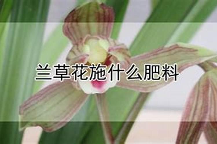 哪些植物需要氮肥多,那些植物需要磷肥多,那些植物需要钾肥多
