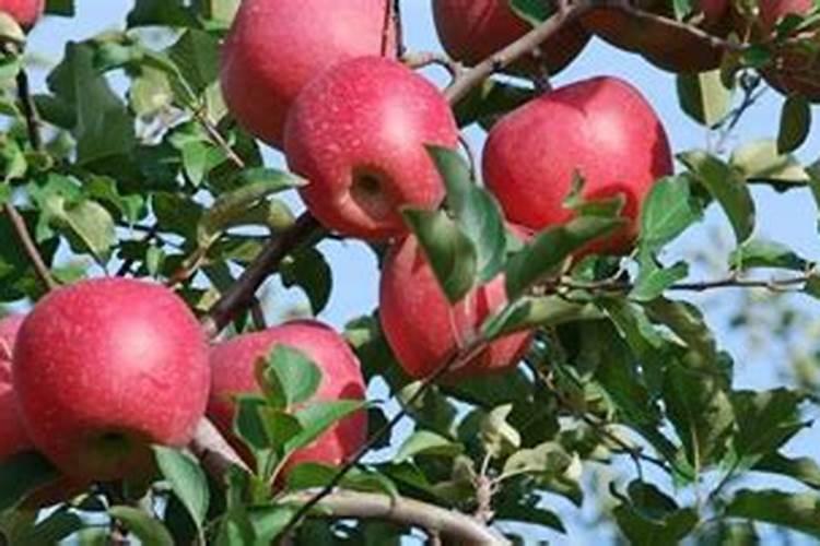 月季花施肥施什么肥料 养护方法及注意事项