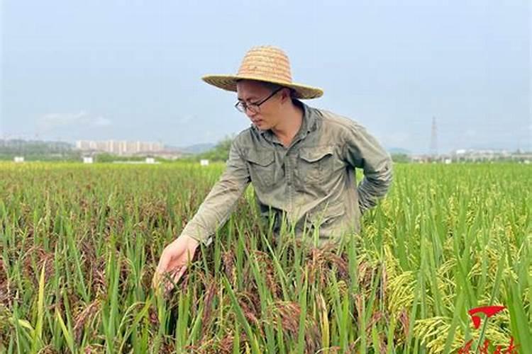 葡萄专用肥料