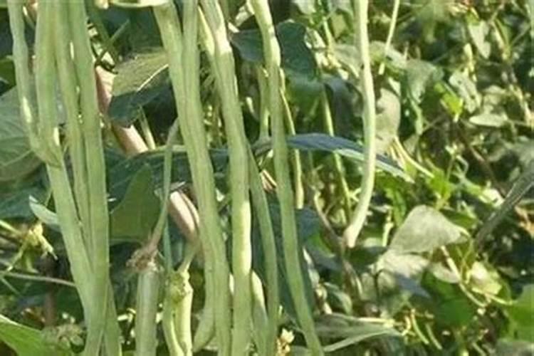 豇豆的高产施肥方法