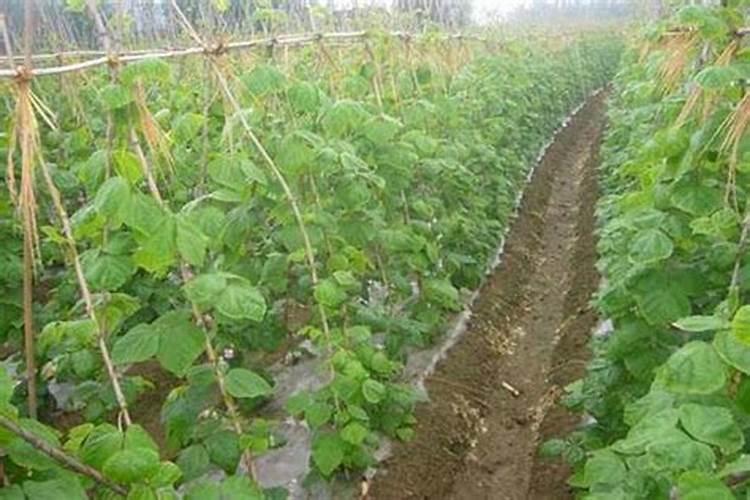 豇豆高产种植管理要点