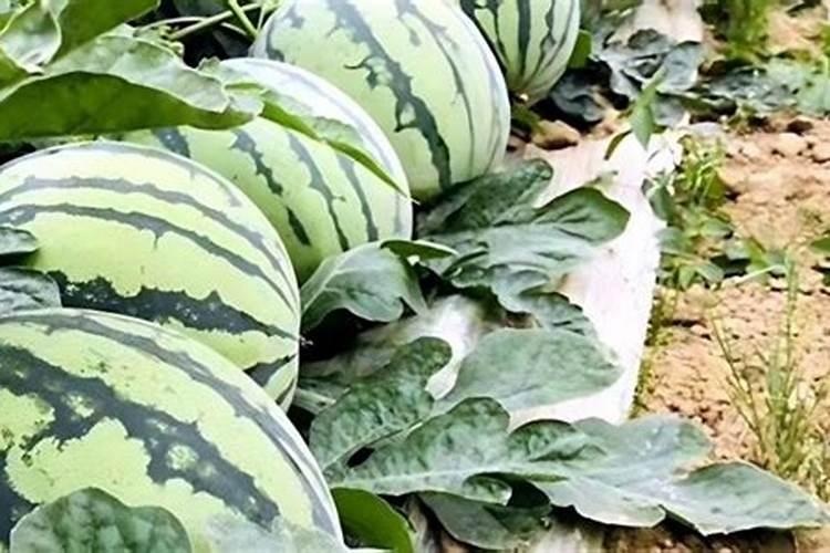 种植西瓜用什么肥料最佳