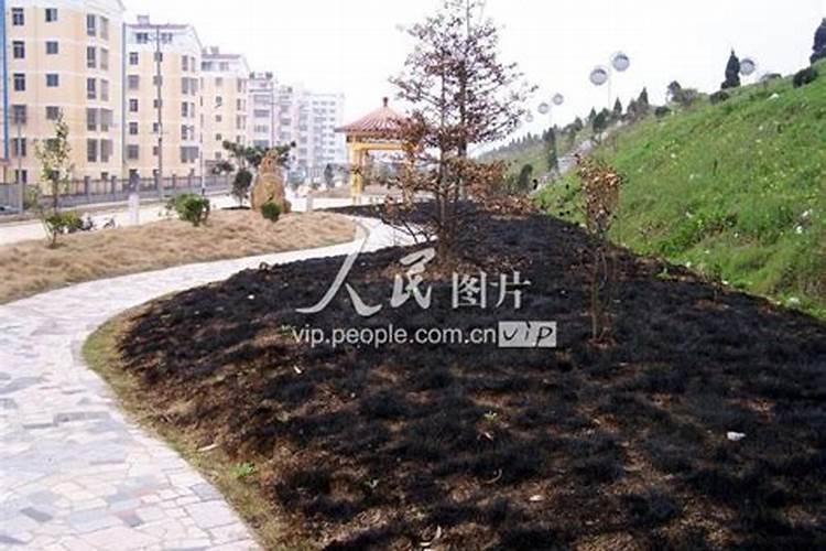 生菜出现了烂根的现象怎么办