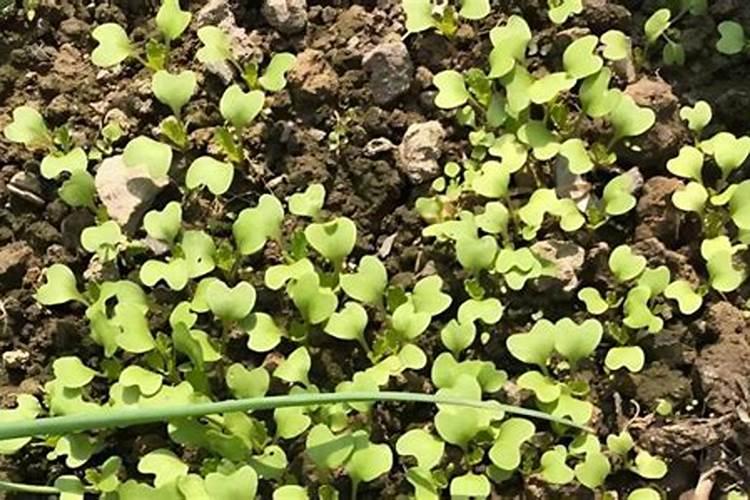 种油菜籽用什么肥料最好 栽油菜施什么肥产量高