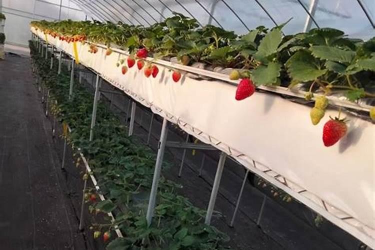果树能用尿素施肥吗