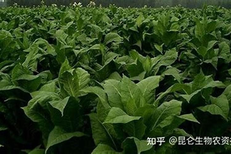 果树用硫酸钾与氯化钾哪个好