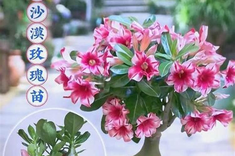 什么人不适合吃芝麻酱 吃芝麻酱禁忌