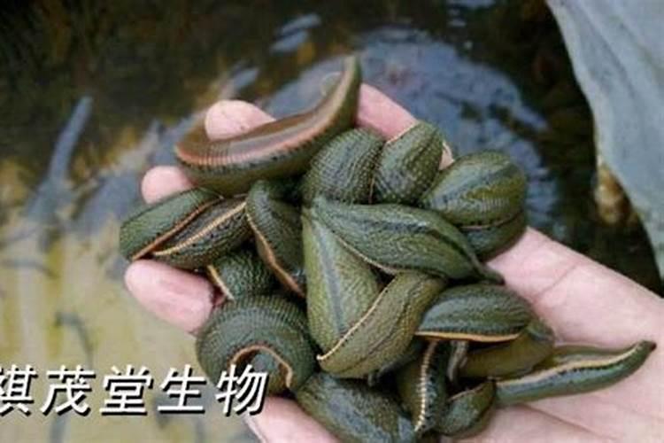 水蛭如何养殖 水蛭的养殖方法