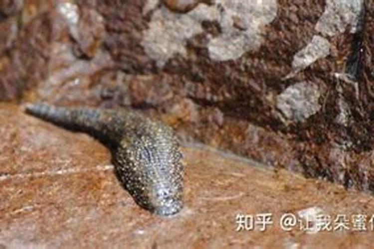 水蛭养殖有什么要点