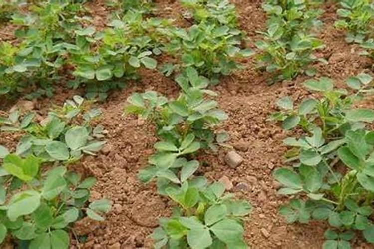 大棚种植茄子需要什么肥料