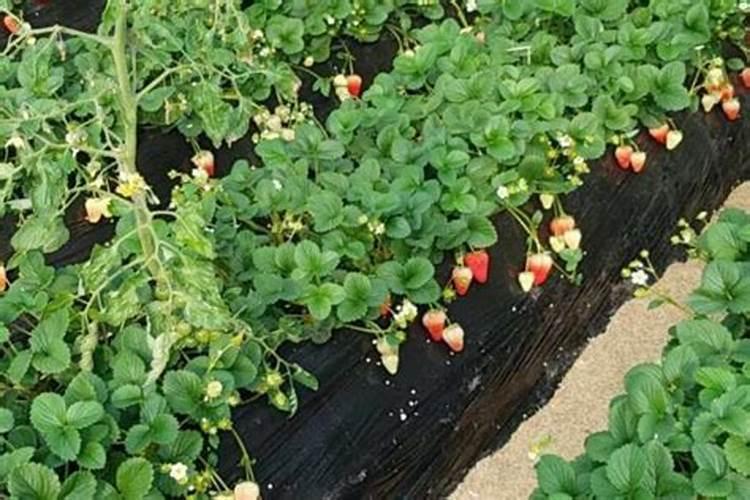 各位老师好!大棚草莓一月份用什么肥生根养根最好？