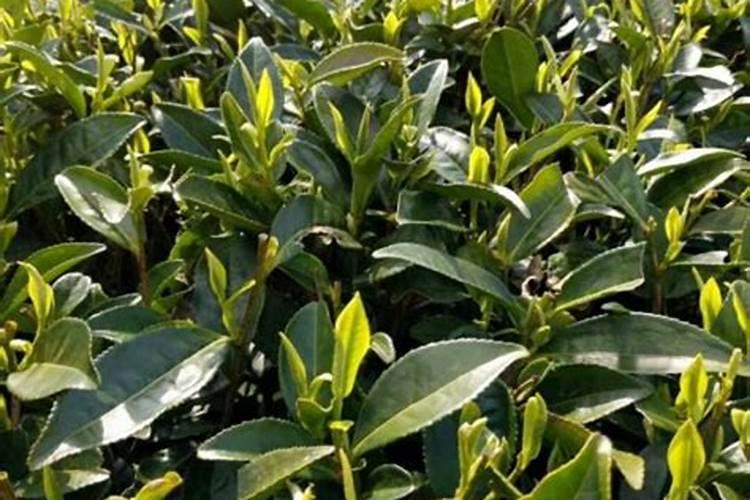 安吉白茶短穗扦插育苗种植技术