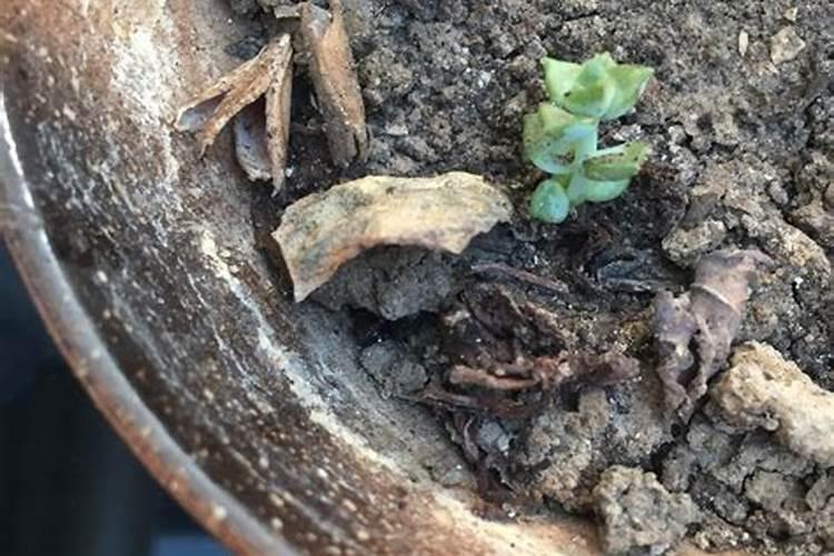 小麦开花用什么药防麦壳里的虫子最好