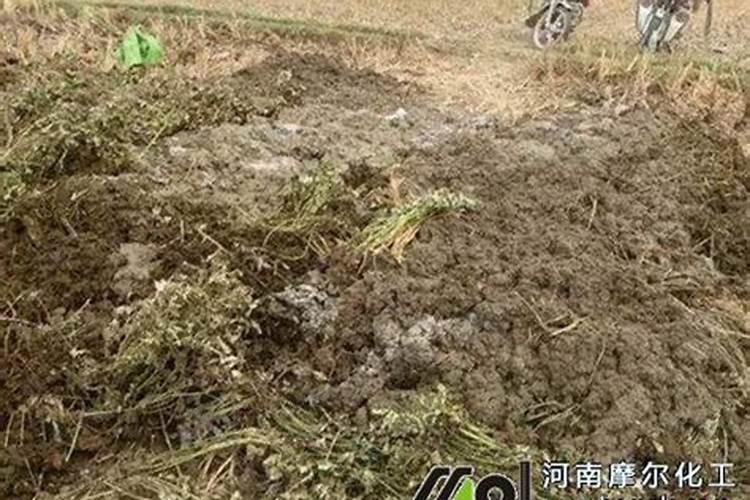 盆栽月季花上什么肥料(盆栽月季花上什么肥料好)