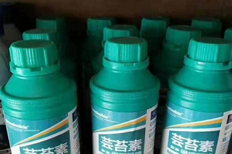 荔枝,龙眼生长期可以喷芸苔素吗？