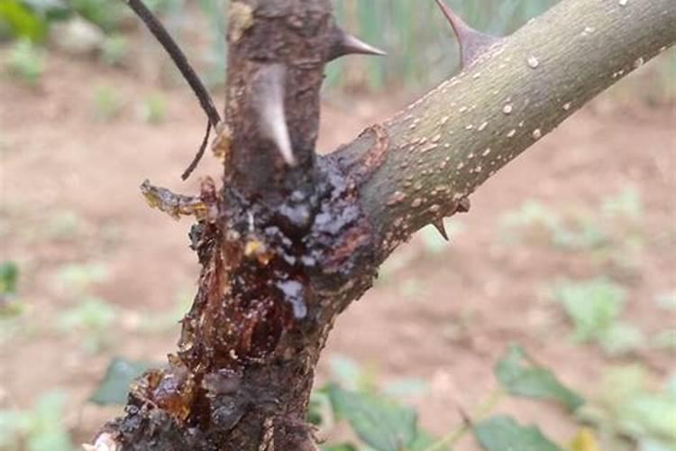 花椒树施什么肥最佳