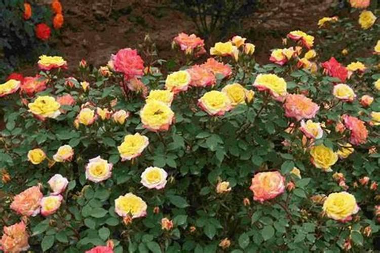 月季三月份怎么施肥