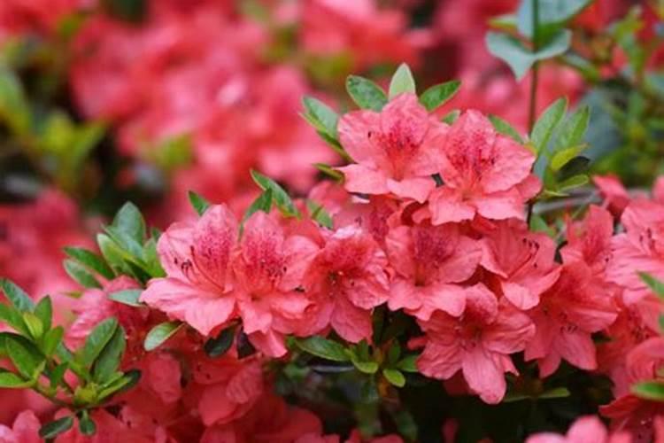 杜鹃花什么时候施肥 杜鹃花的最佳施肥时间