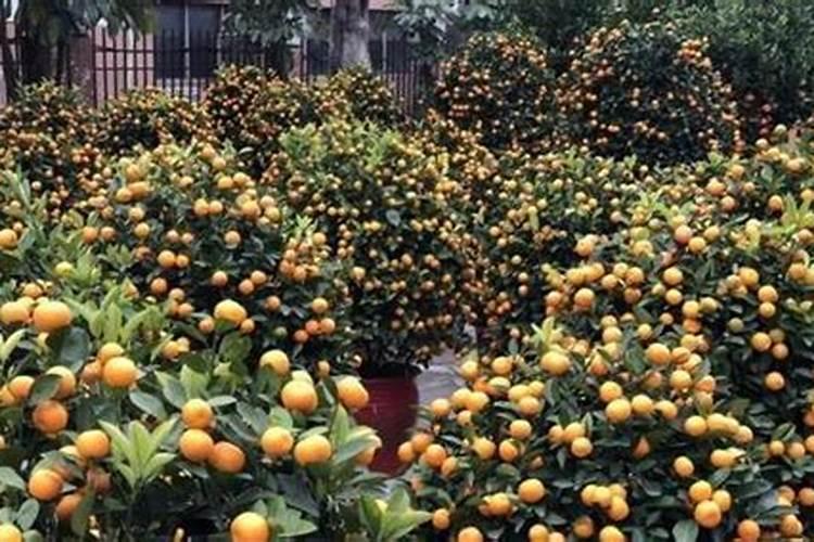 盆栽年桔的种植方法和管理