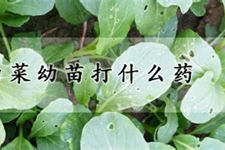 白菜叶面肥的使用方法