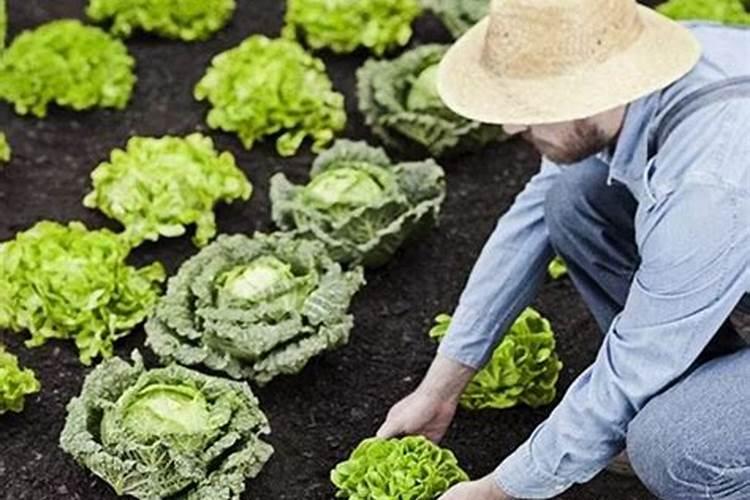 红菜苔怎么种才高产 红菜苔如何种才高产