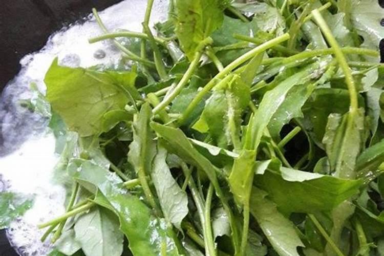 红菜苔种植时间和方法