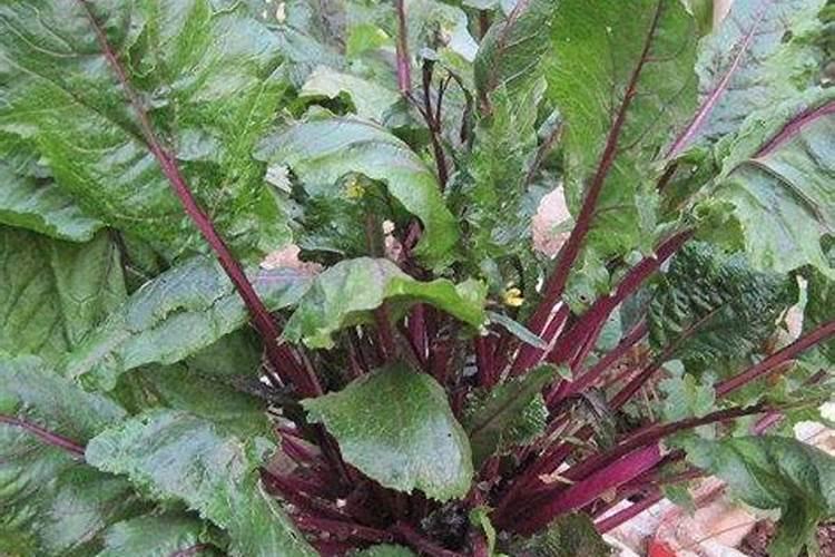 红油菜苔种植时间及有哪些方法？