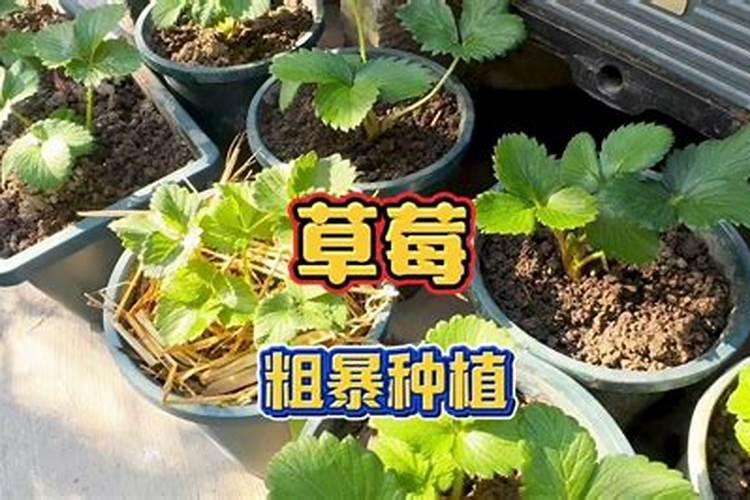 水稻倒伏的原因是什么 预防措施有哪些