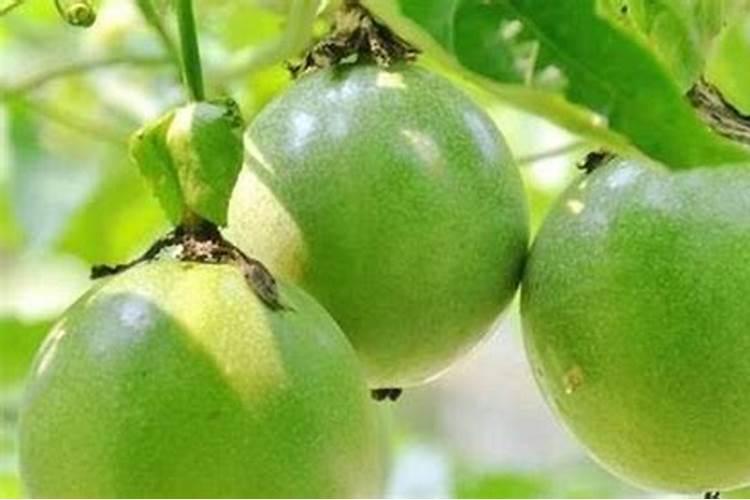 百香果施什么肥料最好