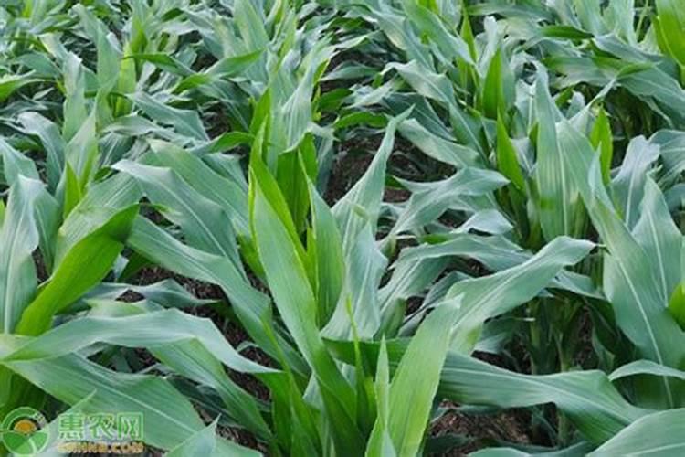 玉米一亩地用多少化肥