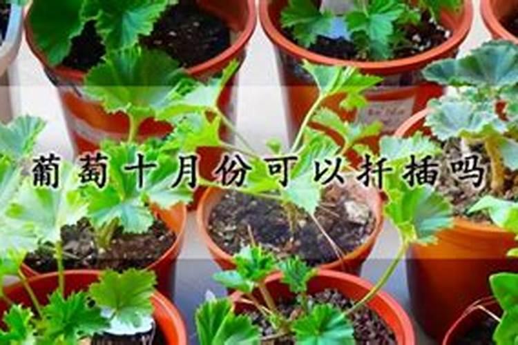 北方大葱种植时间和方法