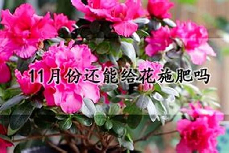 葡萄树在什么时候施肥最合适