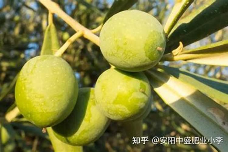 橄榄菜高产有哪些施肥技术