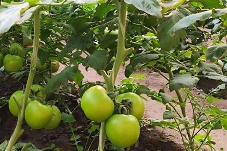 植物缺钙怎么解决？什么钙肥补充效果更好？