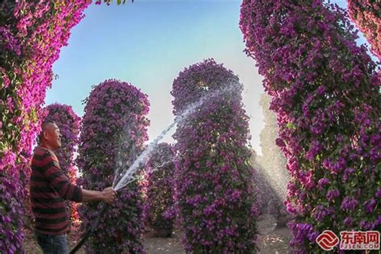 三角梅施什么肥好