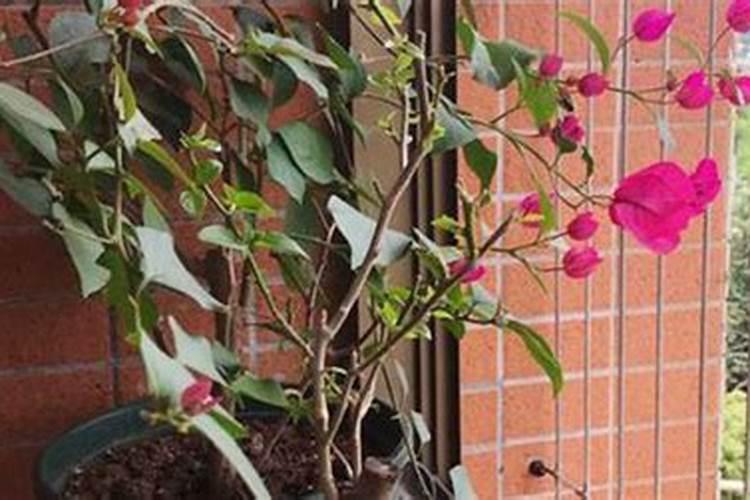 如何让三角梅快速生根