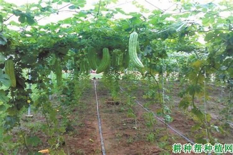 苦瓜打什么农药结瓜多