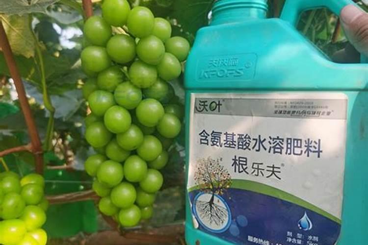 叶面肥有什么功效？喷洒时有什么注意事项？