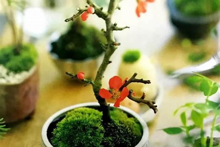 苔藓喷洒什么肥料